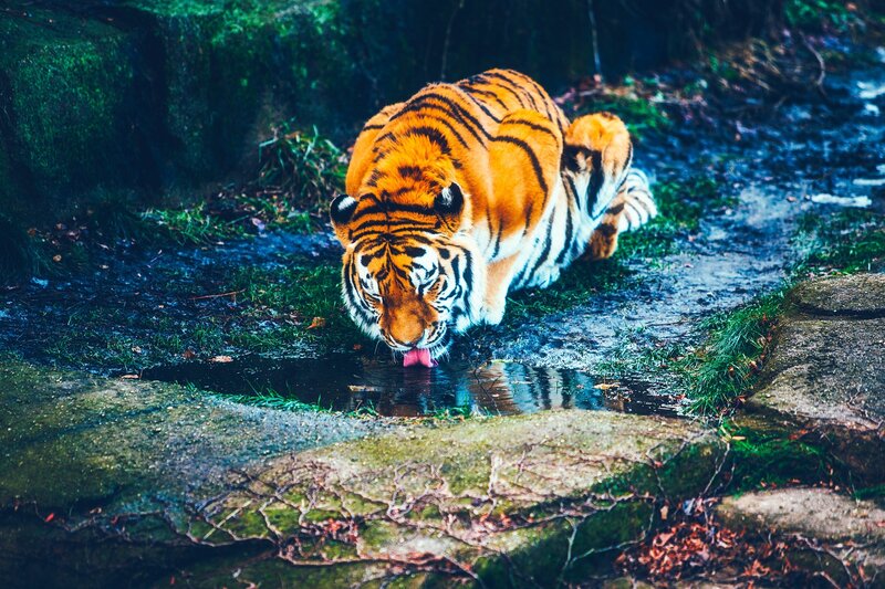 tiger drinking from a stream