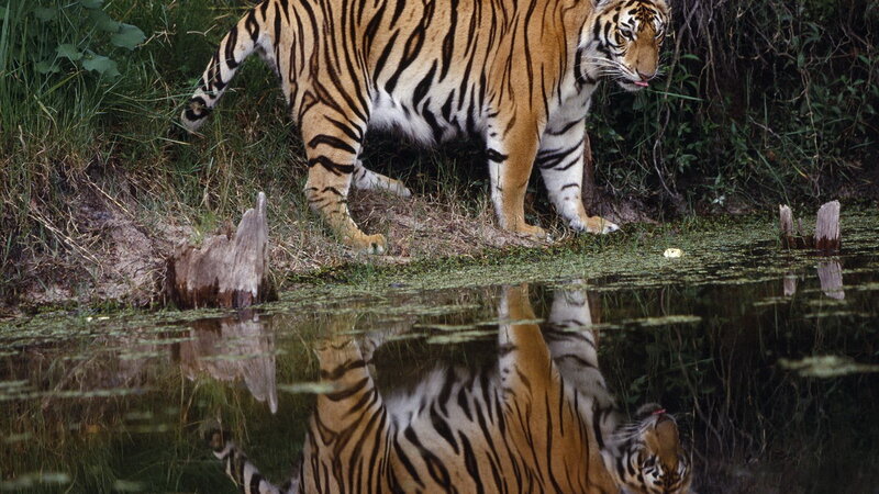 tiger drinking from pond