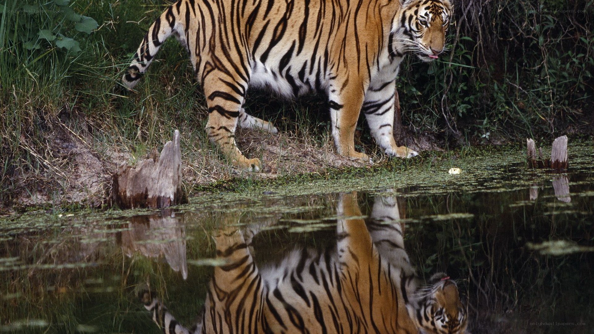 tiger drinking from pond