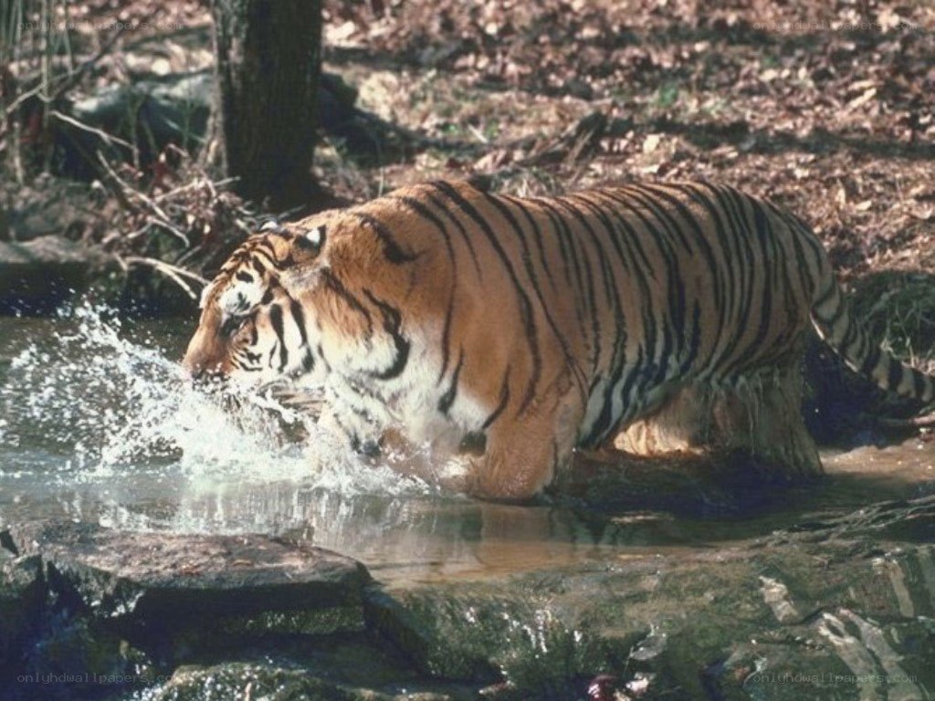 tiger drinking from stream