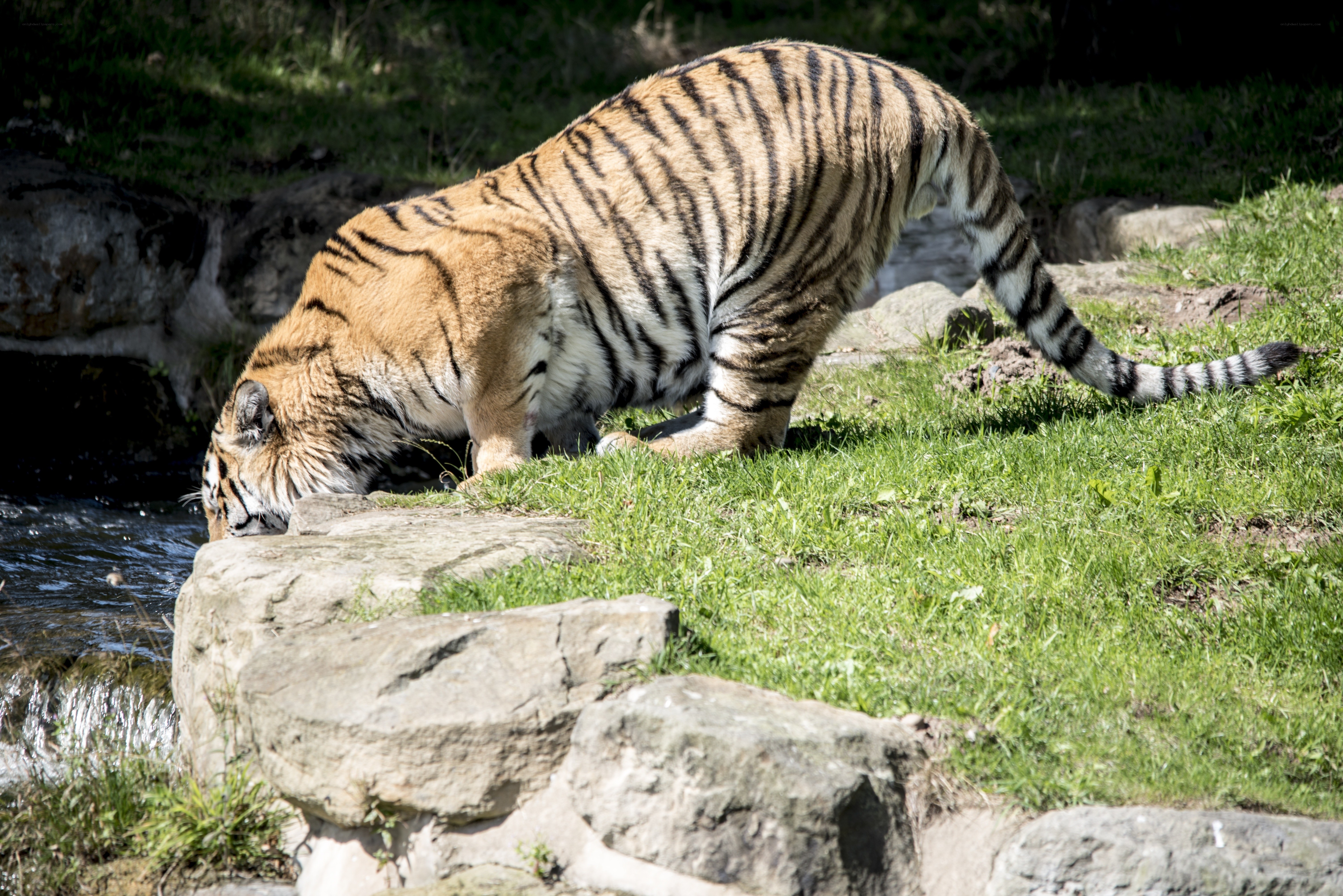 tiger drinking from stream