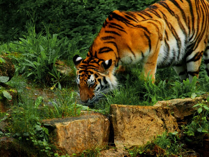 Tiger drinking from stream