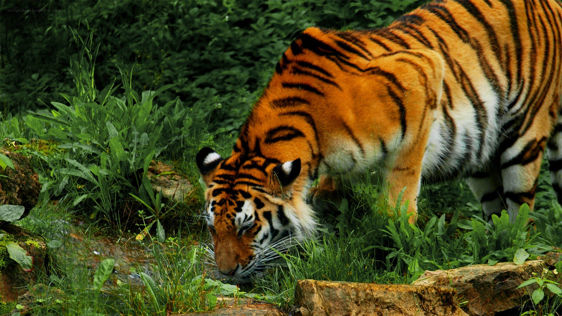 tiger drinking from stream