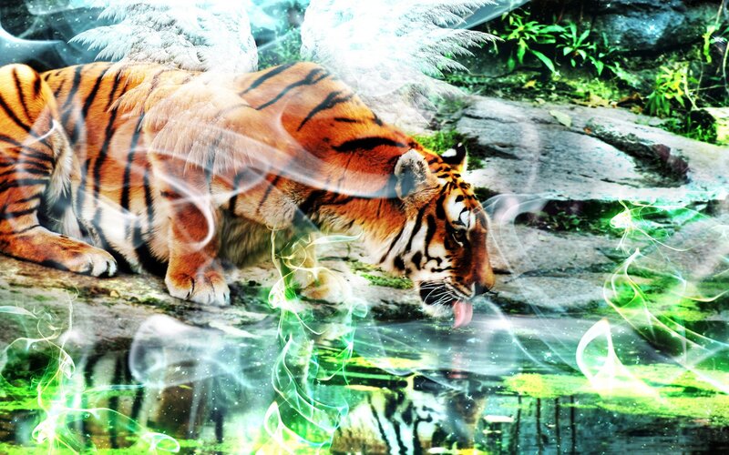 tiger drinking from stream