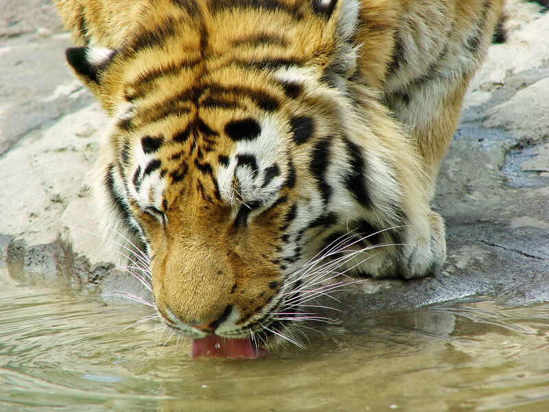 tiger drinking from water