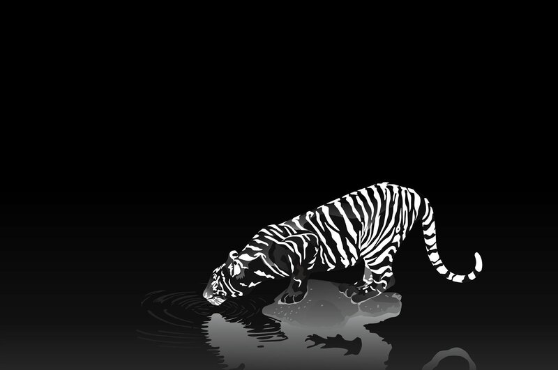 tiger drinking from water