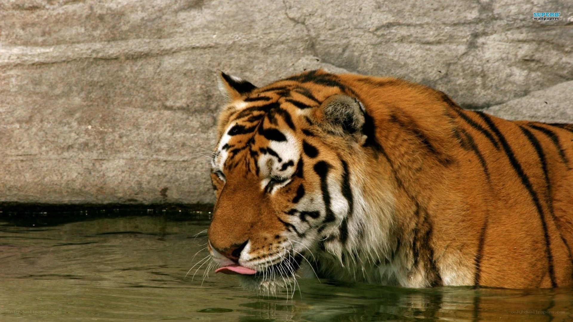 tiger drinking from water