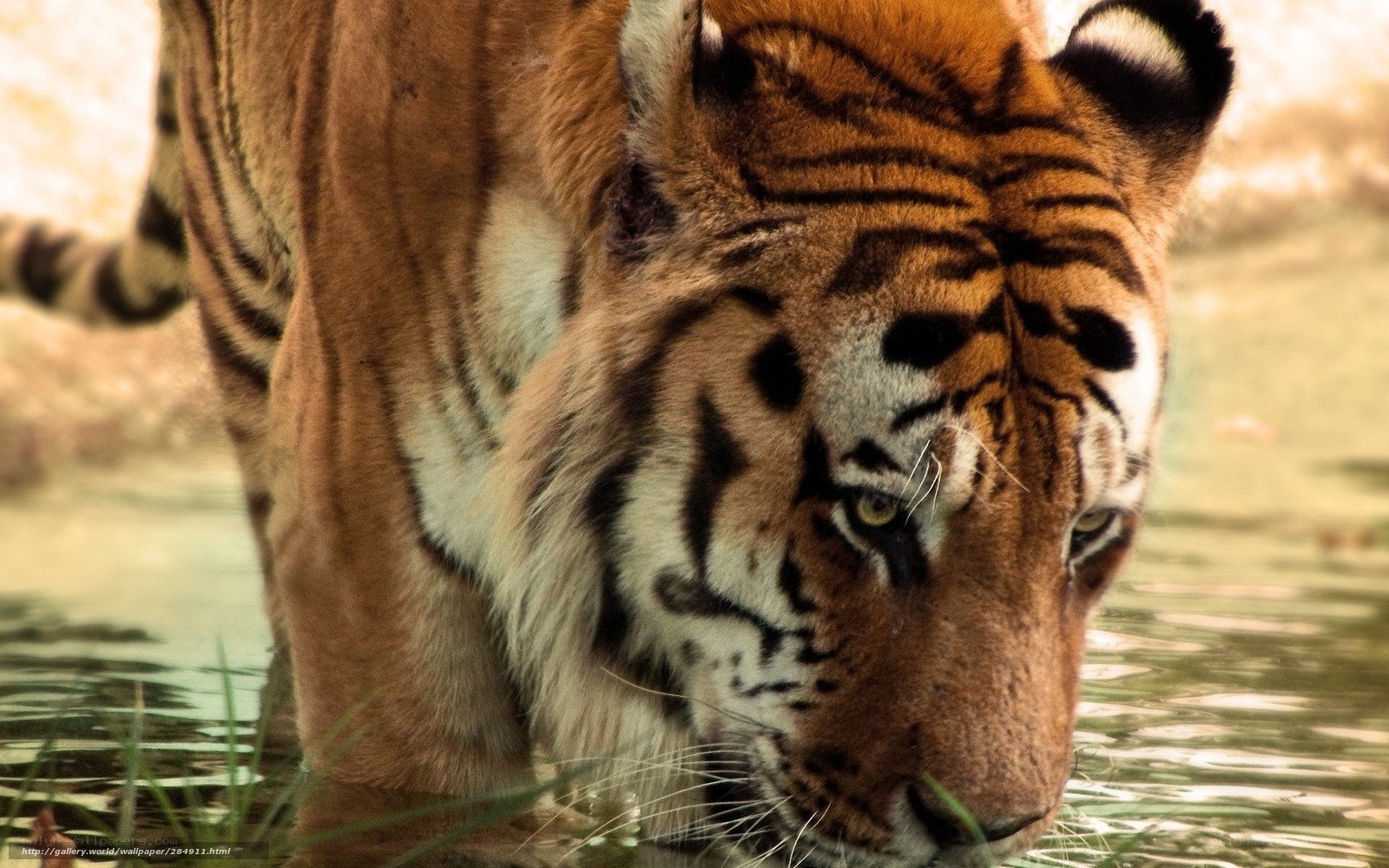 tiger drinking from water