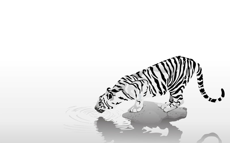 tiger drinking from water