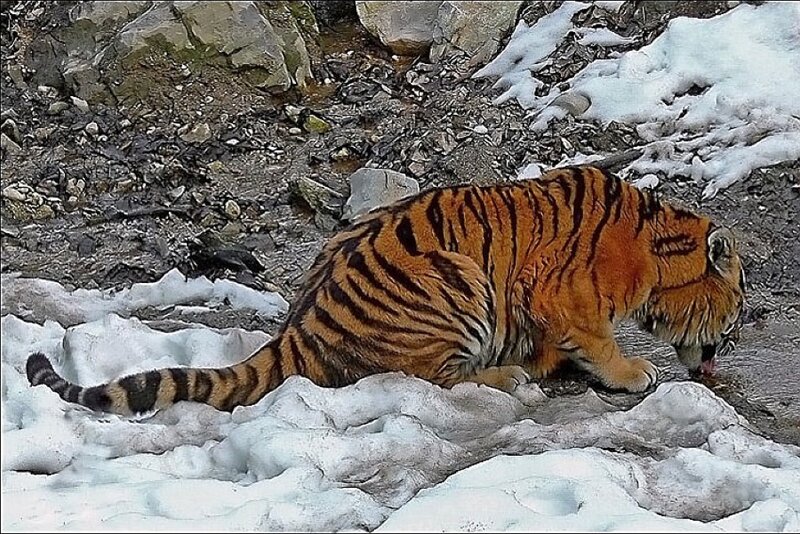 Tiger drinking in snowy terrain