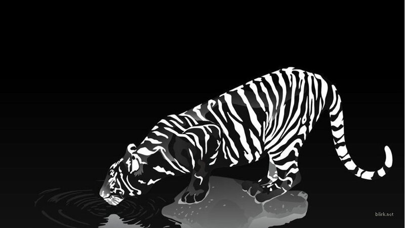 tiger drinking water