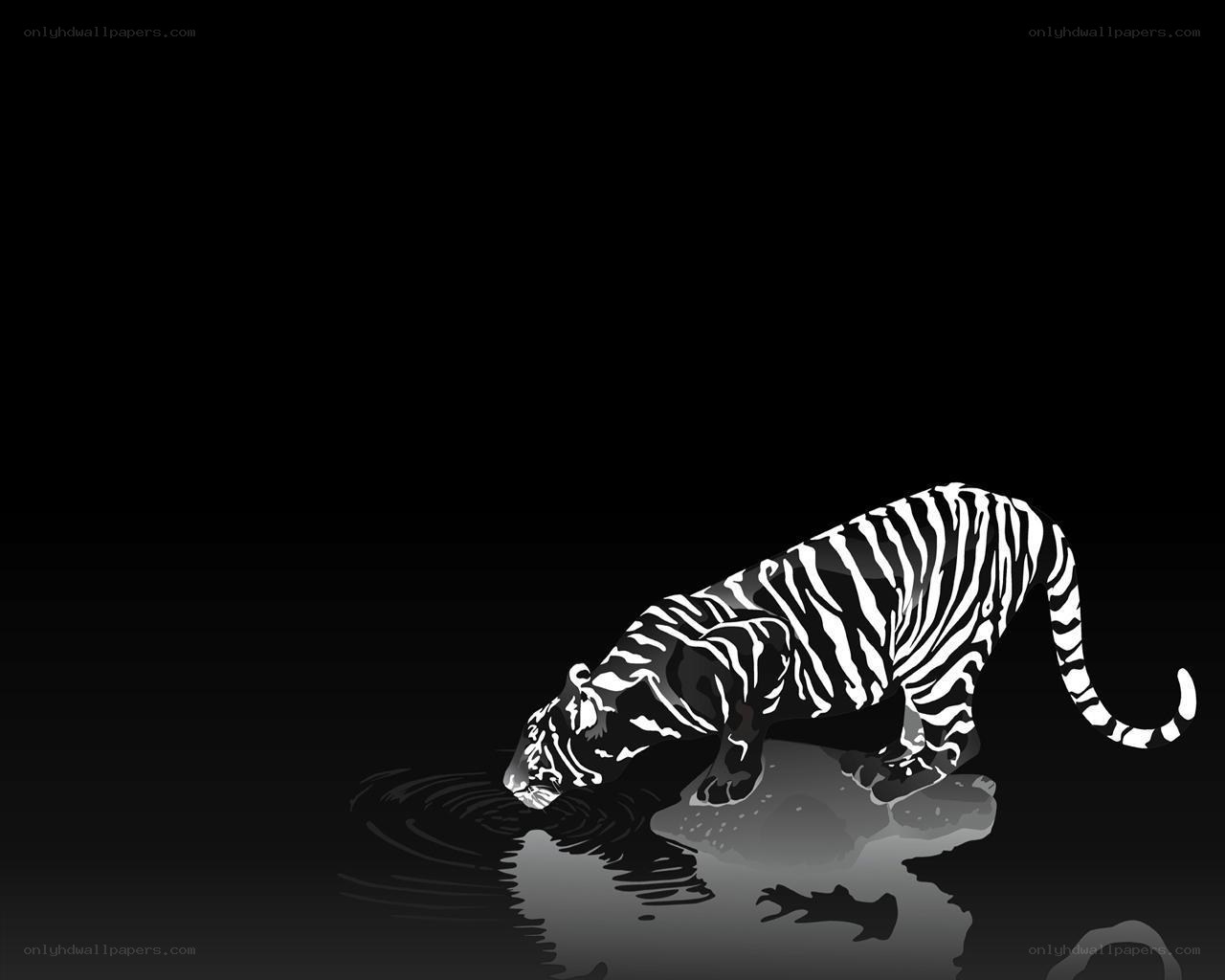 tiger drinking water