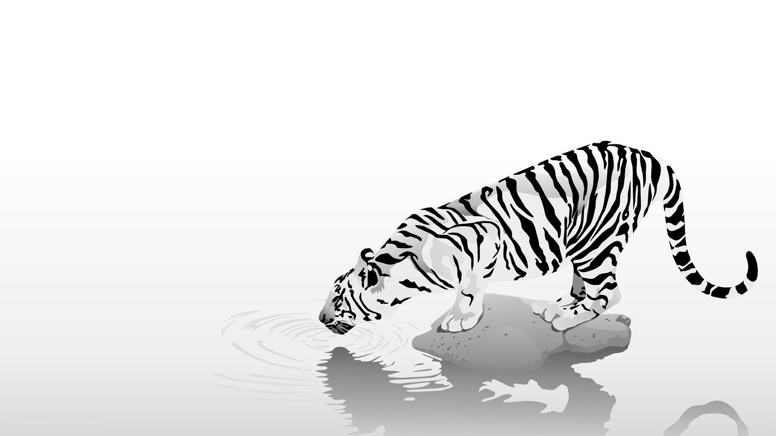 tiger drinking water