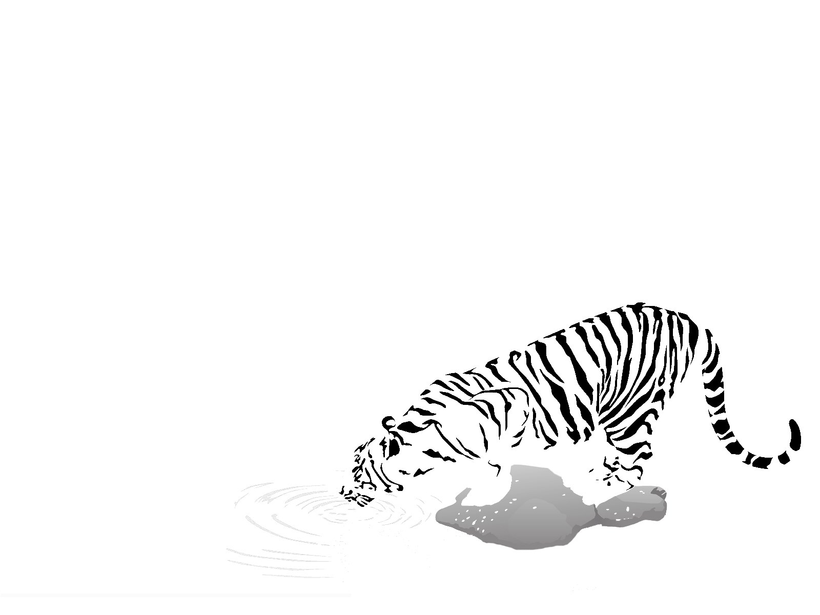 tiger drinking water