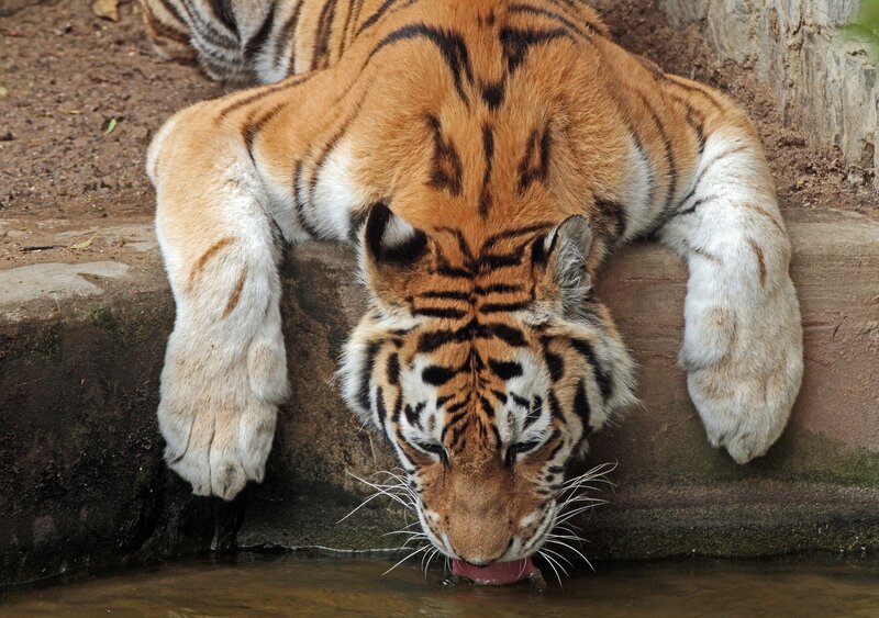 tiger drinking water