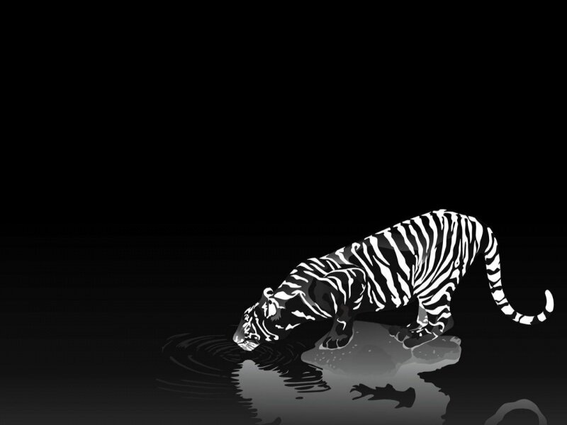 Tiger Drinking Water — Black, Dramatic