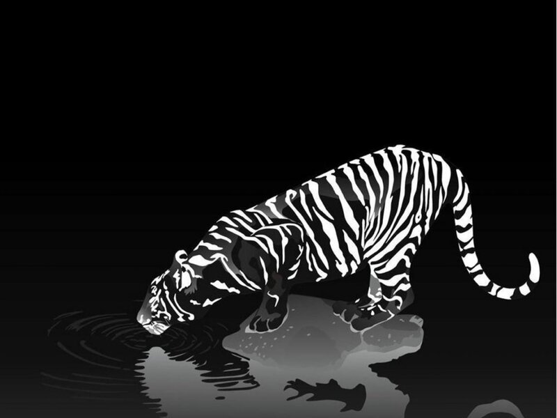 Tiger Drinking Water — Black