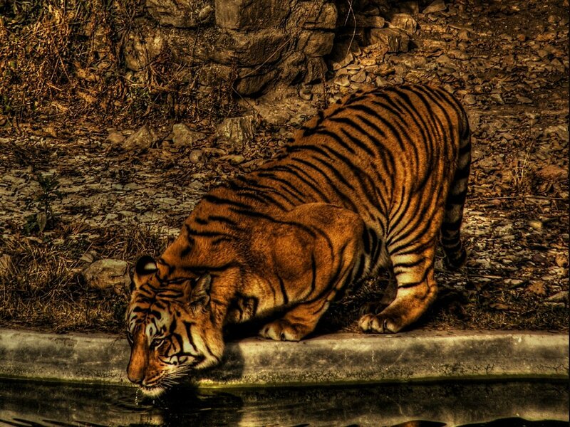 Tiger Drinking Water — Brown, Natural