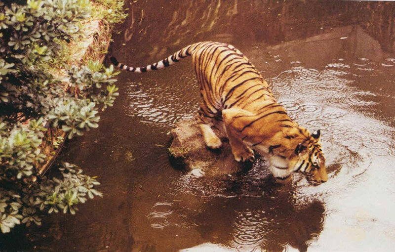 Tiger Drinking Water — Brown