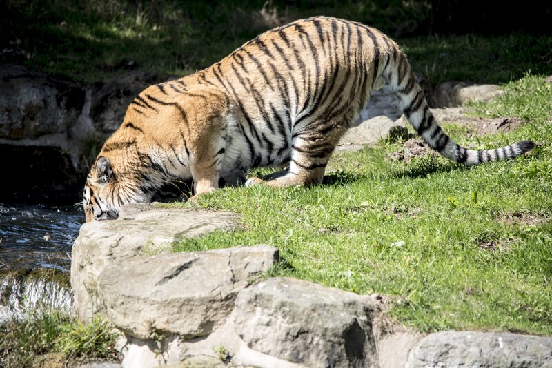 Tiger Drinking Water — Green, Calm