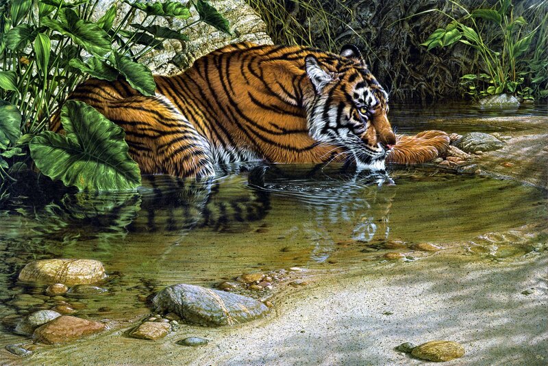 Tiger Drinking Water — Orange, Calm, Afternoon, Digital Art