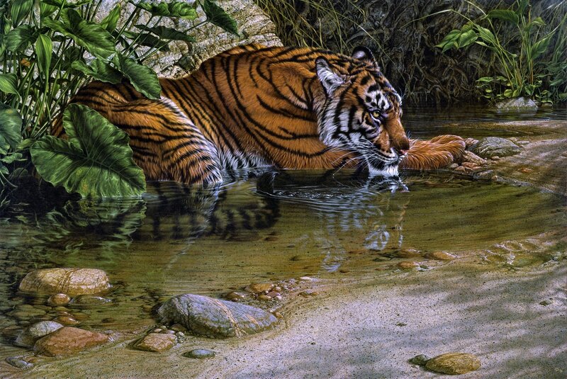 Tiger Drinking Water — Orange, Calm, Afternoon, Illustration
