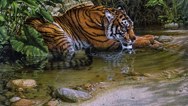 Tiger Drinking Water — Orange, Calm, Afternoon, Painting