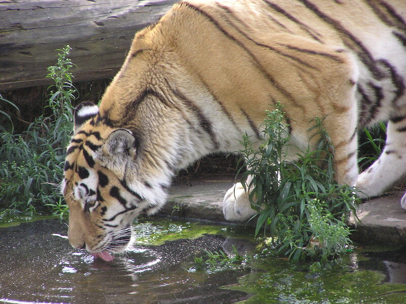 Tiger Drinking Water — Orange, Calm, Afternoon, Photograph, Plants