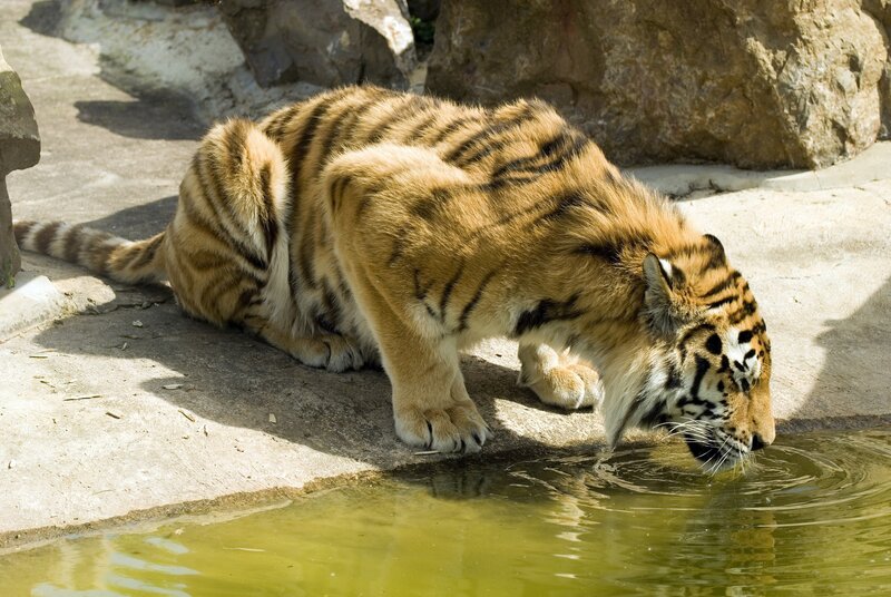 Tiger Drinking Water — Orange, Calm, Afternoon, Photograph, Pool, Rocks