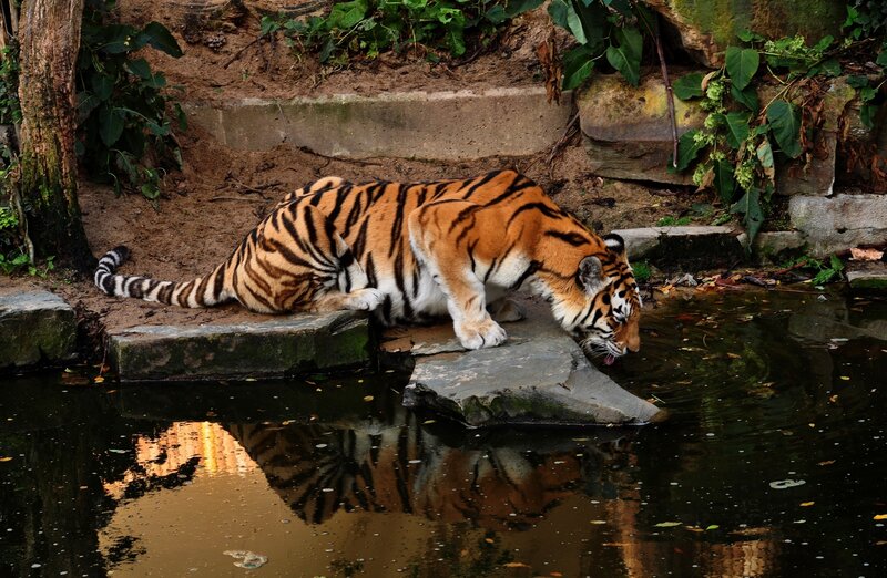 Tiger Drinking Water — Orange, Calm, Afternoon, Photograph, Pool