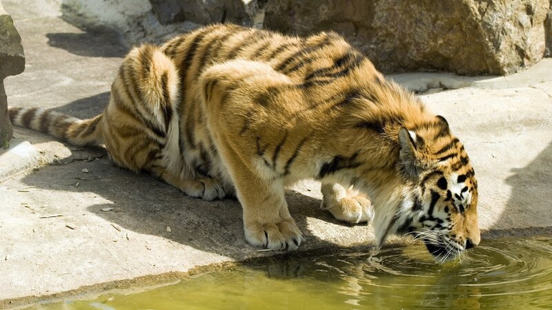 Tiger Drinking Water — Orange, Calm, Afternoon, Photograph, Rock, Ground