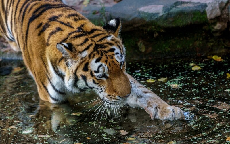 Tiger Drinking Water — Orange, Calm, Afternoon, Photograph, Rocks