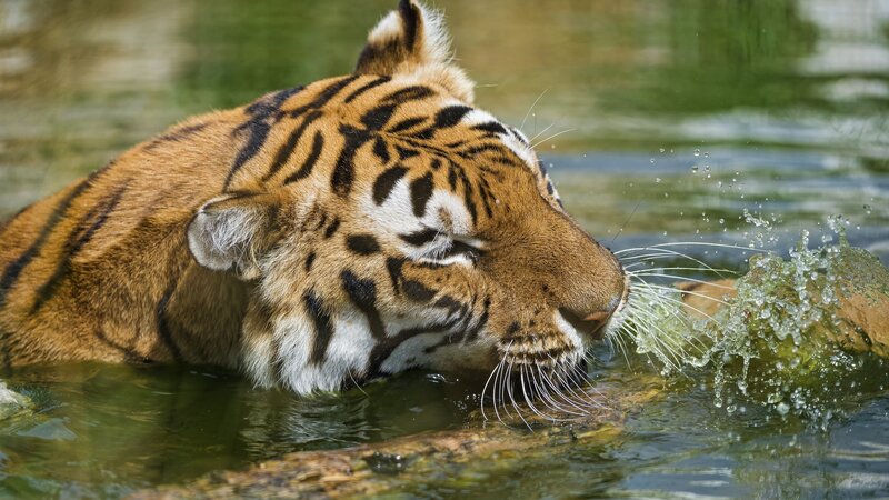Tiger Drinking Water — Orange, Calm, Afternoon, Photograph, Splash
