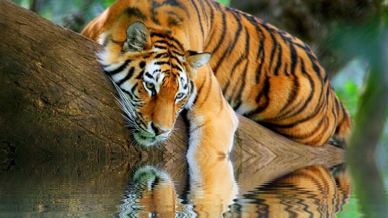Tiger Drinking Water — Orange, Calm, Afternoon, Photograph