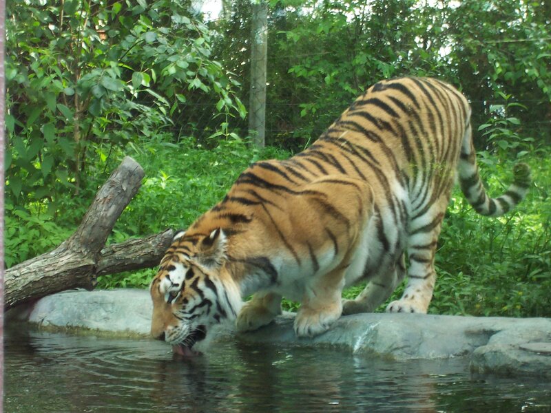 Tiger Drinking Water — Orange, Calm, Afternoon, Photograph, Tree