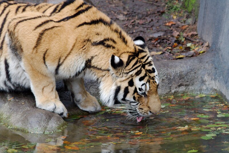 Tiger Drinking Water — Orange, Calm, Autumn