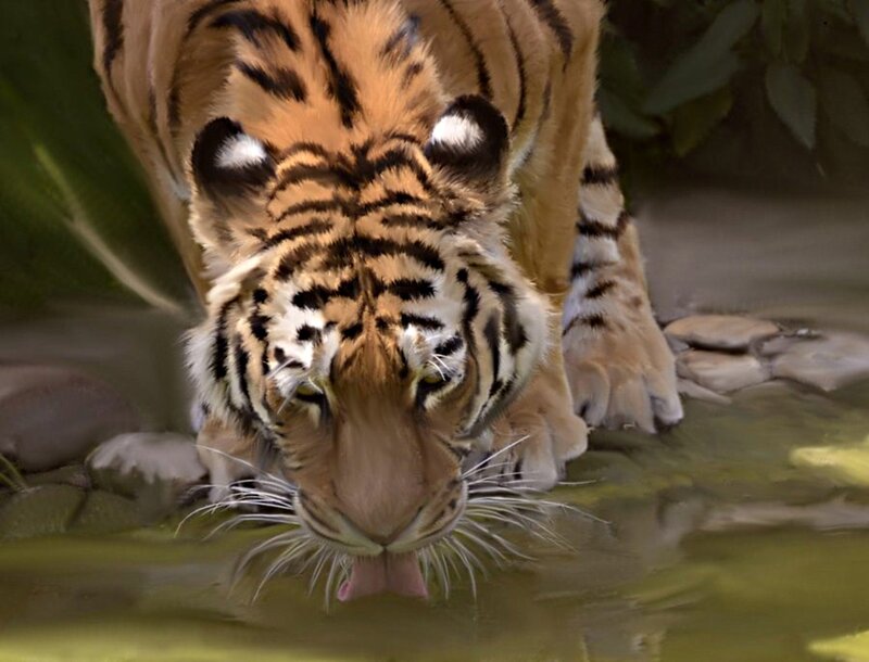 Tiger Drinking Water — Orange, Calm, Digital Art