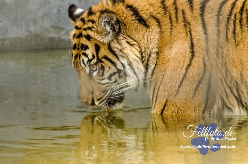Tiger Drinking Water — Orange, Calm, Photograph, Concrete Wall