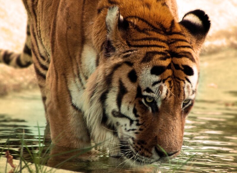 Tiger Drinking Water — Orange, Calm, Photograph, Grass