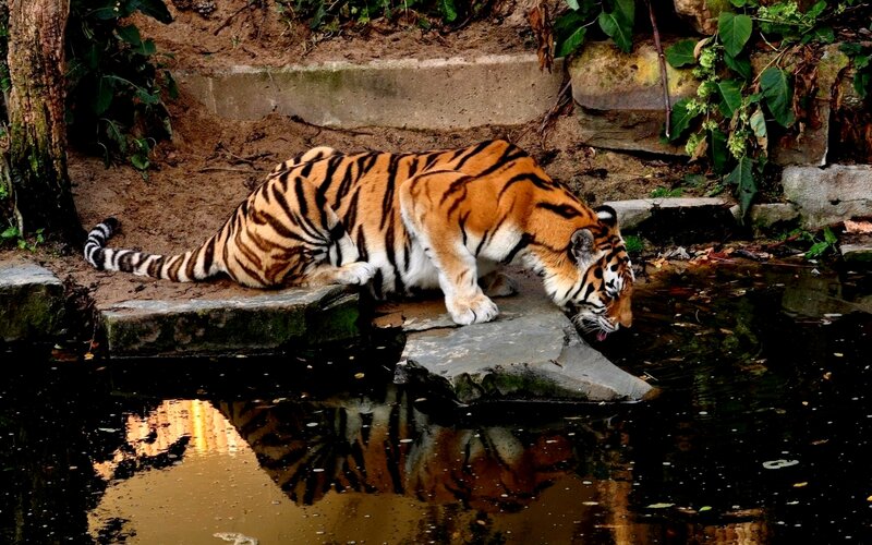 Tiger Drinking Water — Orange, Calm, Photograph, Pool, Stone
