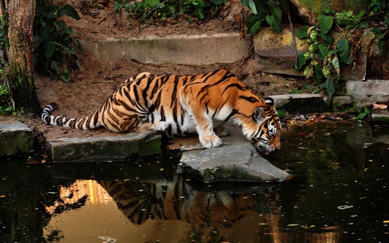 Tiger Drinking Water — Orange, Calm, Photograph, Pool