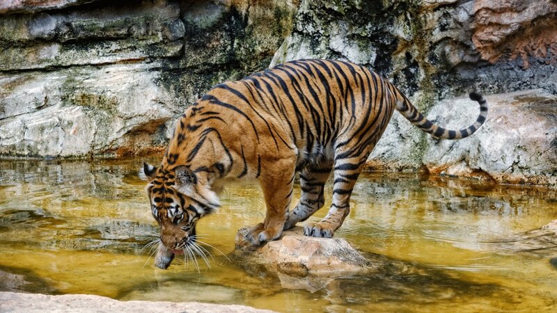 Tiger Drinking Water — Orange, Calm, Photograph, Rock, Stone Wall
