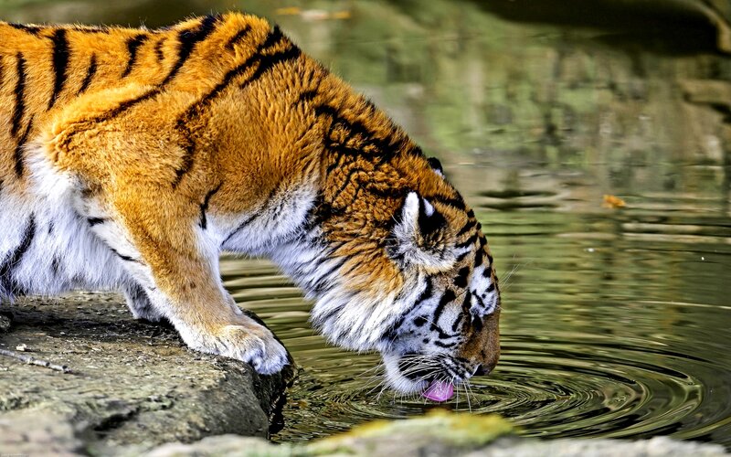 Tiger Drinking Water — Orange, Calm, Photograph, Rock