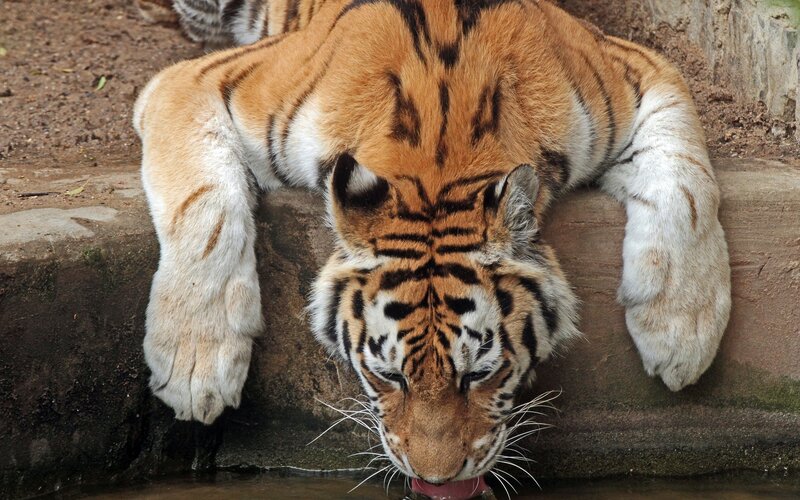 Tiger Drinking Water — Orange, Calm, Photograph, Stone