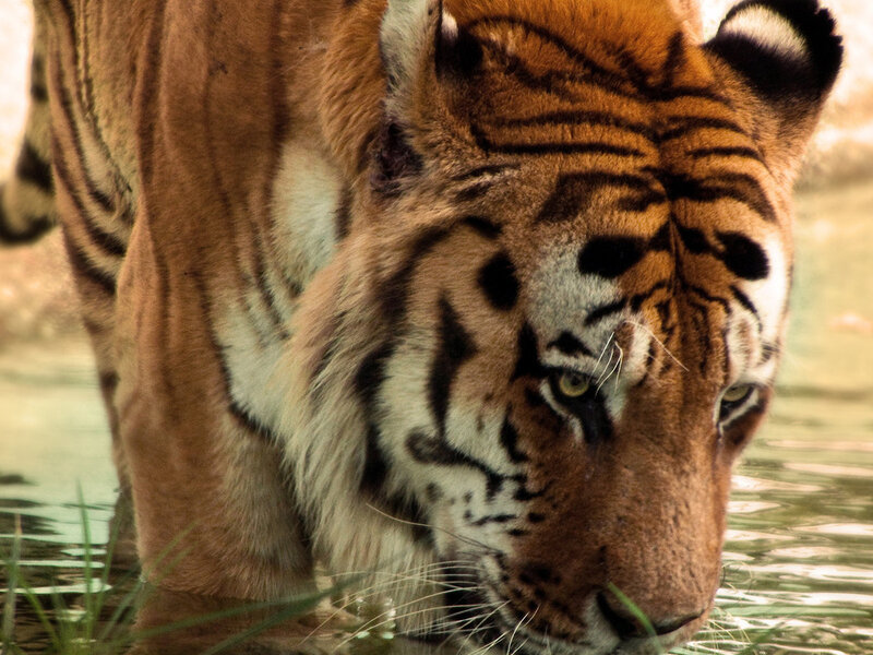 Tiger Drinking Water — Orange, Calm, Photograph