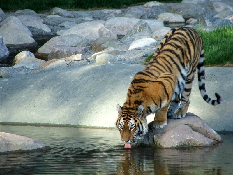 Tiger Drinking Water — Orange, Calm