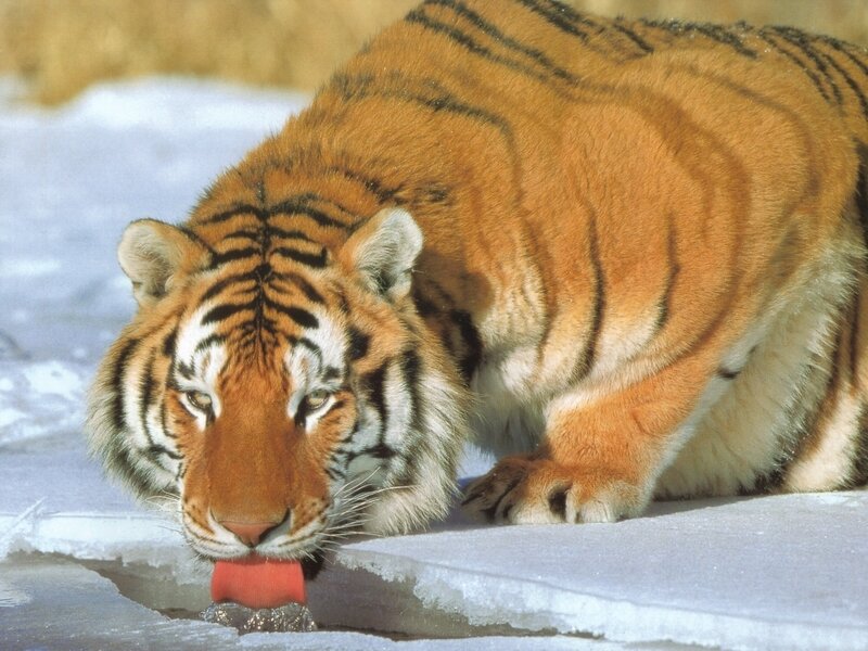 Tiger Drinking Water — Orange, Calm, Winter, Photograph, Snow, Ice, White