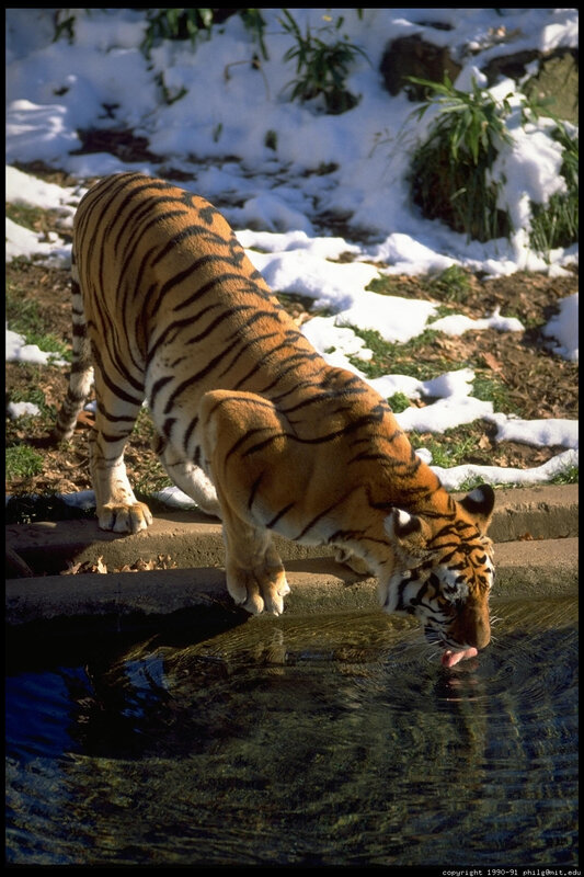 Tiger Drinking Water — Orange, Calm, Winter, Photograph, Snow, Pool
