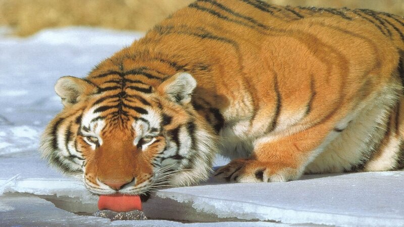 Tiger Drinking Water — Orange, Calm, Winter, Photograph, Snow