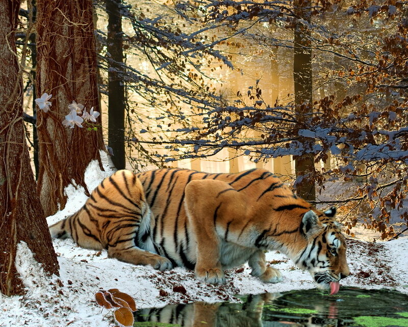 Tiger Drinking Water — Orange, Calm, Winter